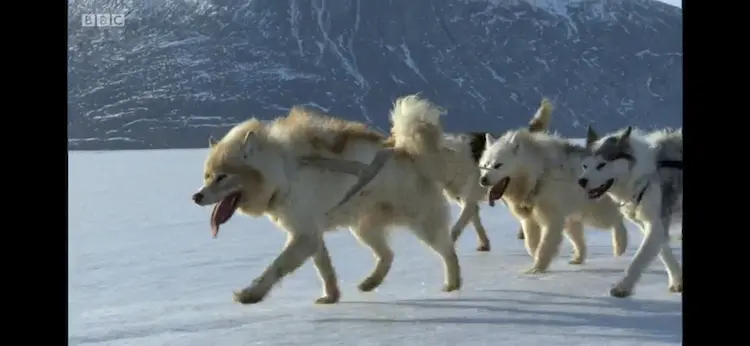Domestic dog (Canis lupus familiaris) as shown in Frozen Planet - On Thin Ice